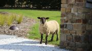 La campagne est si paisible que les moutons se baladent dans les jardins La campagne est si paisible que les moutons se baladent dans les jardins
