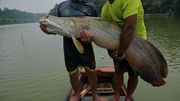 La survie miraculeuse du pirarucu, poisson géant d'Amazonie