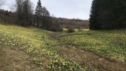 Des jonquilles à perte de vue Des jonquilles à perte de vue