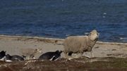 Les moutons paissent au milieu des manchots Les moutons paissent au milieu des manchots