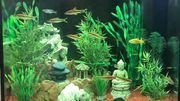 Chaleur et aquariums ne font pas bon ménage Chaleur et aquariums ne font pas bon ménage