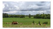 France: un TGV percute un troupeau, 20 vaches mortes France: un TGV percute un troupeau, 20 vaches mortes