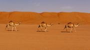 Oman, oasis de paix et de tranquillité... La vie s'écoule au rythme des dromadaires dans le désert. Oman, oasis de paix et de tranquillité... La vie s'écoule au rythme des dromadaires dans le désert.