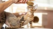 Comment aider son chat à limiter les désagréments de la chute des poils ? Comment aider son chat à limiter les désagréments de la chute des poils ?