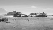 Thom Yorke vient au secours de l'Antarctique pour Greenpeace Thom Yorke vient au secours de l'Antarctique pour Greenpeace
