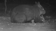 Au carnet rose australien, un rarissime wombat à nez poilu du Nord Au carnet rose australien, un rarissime wombat à nez poilu du Nord