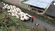 Vallée du Geer. Transhumance des mouton Vallée du Geer. Transhumance des mouton