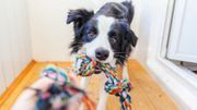 Quels sont les chiens qui aimeront le plus jouer avec vous ? Quels sont les chiens qui aimeront le plus jouer avec vous ?