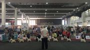 Le concours va commencer pour ces West Highland White Terrier. Le concours va commencer pour ces West Highland White Terrier.
