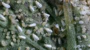 Des petites bêtes indésirables au jardin... Des petites bêtes indésirables au jardin...