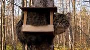 attention au minou attention au minou