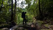 Près de douze millions d'hectares de forêts tropicales ont disparu en 2019 Près de douze millions d'hectares de forêts tropicales ont disparu en 2019