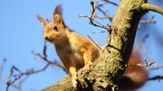 Sciurus vulgaris, le "roux" Sciurus vulgaris, le "roux"