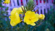 5 remèdes naturels pour lutter contre le syndrome prémenstruel 5 remèdes naturels pour lutter contre le syndrome prémenstruel