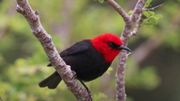 "Myzomela Cardinalis" dont les plumes sont utilisées pour la fabrication du tevau "Myzomela Cardinalis" dont les plumes sont utilisées pour la fabrication du tevau