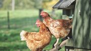 La poule, votre première alliée anti-déchet ! La poule, votre première alliée anti-déchet !