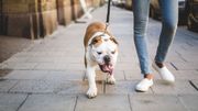 Les coussinets de nos chiens et chats : comment en prendre soin? Les coussinets de nos chiens et chats : comment en prendre soin?
