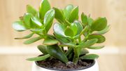 Les plantes Feng Shui qui favorisent les bonnes énergies à la maison Les plantes Feng Shui qui favorisent les bonnes énergies à la maison