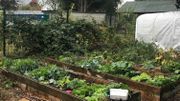 Echanger les graines de son potager: bon pour le porte-feuille et la biodiversité Echanger les graines de son potager: bon pour le porte-feuille et la biodiversité