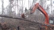 L'orang-outan s'attaque au bulldozer L'orang-outan s'attaque au bulldozer
