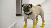 Harley, le chien thérapeute qui soulage le stress des médecins mexicains Harley, le chien thérapeute qui soulage le stress des médecins mexicains