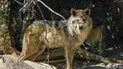 Une louve gris retrouvée morte après avoir parcouru 12.700 km pour trouver un compagnon Une louve gris retrouvée morte après avoir parcouru 12.700 km pour trouver un compagnon