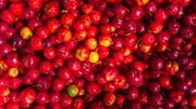 Vitamine C : trois options naturelles pour faire le plein d'énergie Vitamine C : trois options naturelles pour faire le plein d'énergie