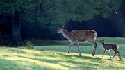 De la mi-septembre à la mi-octobre, écoutez le brame du cerf De la mi-septembre à la mi-octobre, écoutez le brame du cerf