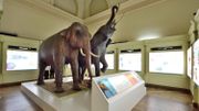 Un musée vient d'ouvrir en Wallonie Picarde ! Un musée vient d'ouvrir en Wallonie Picarde !