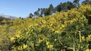 L'hiver, les collines de la Côte d'Azur se couvrent d'or L'hiver, les collines de la Côte d'Azur se couvrent d'or