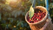 Le temps a été parfait pour les cerises et les pommes Le temps a été parfait pour les cerises et les pommes