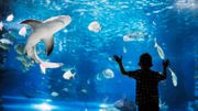 Idée d'activité pour la famille : le plus grand aquarium d'Europe à 1h de la frontière belge Idée d'activité pour la famille : le plus grand aquarium d'Europe à 1h de la frontière belge