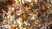 Monarques (Danaus plexippus) suspendus aux branches d'arbres dortoirs pendant leur hivernage Monarques (Danaus plexippus) suspendus aux branches d'arbres dortoirs pendant leur hivernage