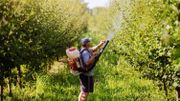 Un pesticide illégal retrouvé dans des poires de producteurs belges Un pesticide illégal retrouvé dans des poires de producteurs belges