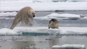 le phoque, principale nourriture pour l'ours populaire le phoque, principale nourriture pour l'ours populaire