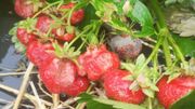 Grêle et pluies diluviennes : certaines cultures réduites en bouillie Grêle et pluies diluviennes : certaines cultures réduites en bouillie
