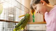 Ouvrez la cage aux oiseaux : quelles dispositions prendre pour en accueillir ?