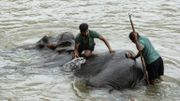Des gardiens lavent un éléphant dans la rivière au sanctuaire d'éléphants de Pinnawala, le 11 août 2020. Des gardiens lavent un éléphant dans la rivière au sanctuaire d'éléphants de Pinnawala, le 11 août 2020.