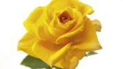 Saint-Valentin... Ces roses qui annoncent la couleur ! Saint-Valentin... Ces roses qui annoncent la couleur !