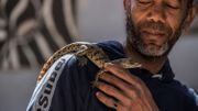 Les crocodiles du Nil, animaux de compagnie des Nubiens d'Assouan Les crocodiles du Nil, animaux de compagnie des Nubiens d'Assouan
