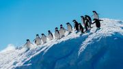 Les voyageurs se régalent à la vue des paysages glacés, des icebergs et des nombreux manchots comme les manchots Adélie. Les voyageurs se régalent à la vue des paysages glacés, des icebergs et des nombreux manchots comme les manchots Adélie.