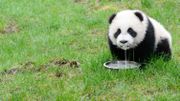Première sortie des bébés panda de Paira Daiza Première sortie des bébés panda de Paira Daiza