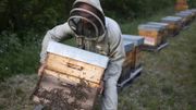 Un apiculteur installe les ruches à quelques centaines de mètres de champs de lavande, le 25 juin 2020 à Banon, dans les Alpes-de-Haute-Provence. Un apiculteur installe les ruches à quelques centaines de mètres de champs de lavande, le 25 juin 2020 à Banon, dans les Alpes-de-Haute-Provence.