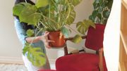 Prendre soin de ses plantes d'intérieur Prendre soin de ses plantes d'intérieur