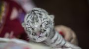 Tigre blanc : naissance adorable dans un zoo du Nicaragua Tigre blanc : naissance adorable dans un zoo du Nicaragua