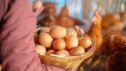 La poule, votre première alliée anti-déchet ! La poule, votre première alliée anti-déchet !