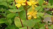 hupericum inodorum hupericum inodorum