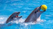 TripAdvisor ne vendra plus de billets pour des spectacles de dauphins et de baleines TripAdvisor ne vendra plus de billets pour des spectacles de dauphins et de baleines