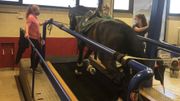 Tokyo 2021 : Les chevaux belges ont aussi leurs tests physiques d'avant JO Tokyo 2021 : Les chevaux belges ont aussi leurs tests physiques d'avant JO