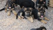 Polémique autour d'un élevage à Blaton: une "usine à chiens" dénoncent des clients choqués Polémique autour d'un élevage à Blaton: une "usine à chiens" dénoncent des clients choqués